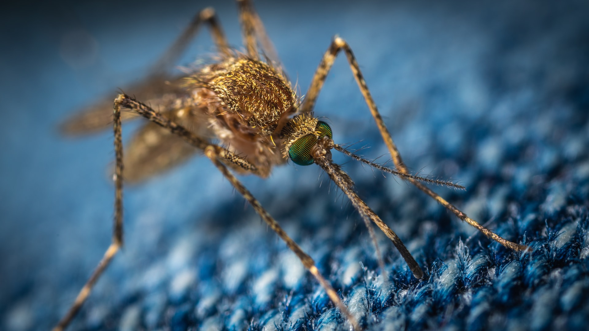 Mosquito Photo By On Unsplash 60de2ff8b3f3c