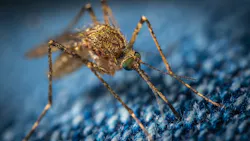 Mosquito Photo By On Unsplash 60de2ff8b3f3c Mosquito Photo By On Unsplash 60de2ff8b3f3c