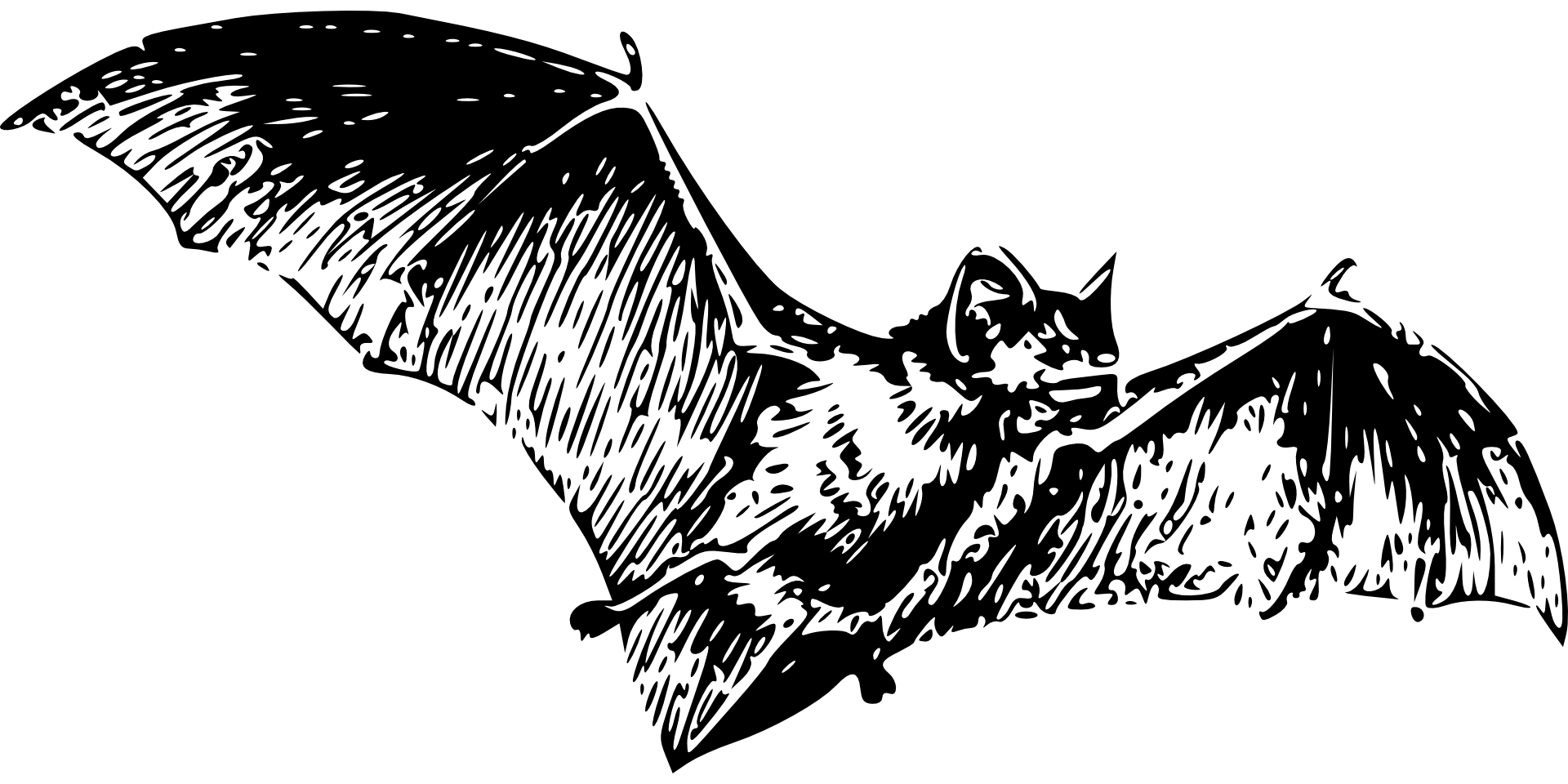 Bat 147038 611283a80befe