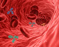 Blood Antibodies Image By Swiftsciencewriting From Pixabay 612d3d87a0be3 Blood Antibodies Image By Swiftsciencewriting From Pixabay 612d3d87a0be3