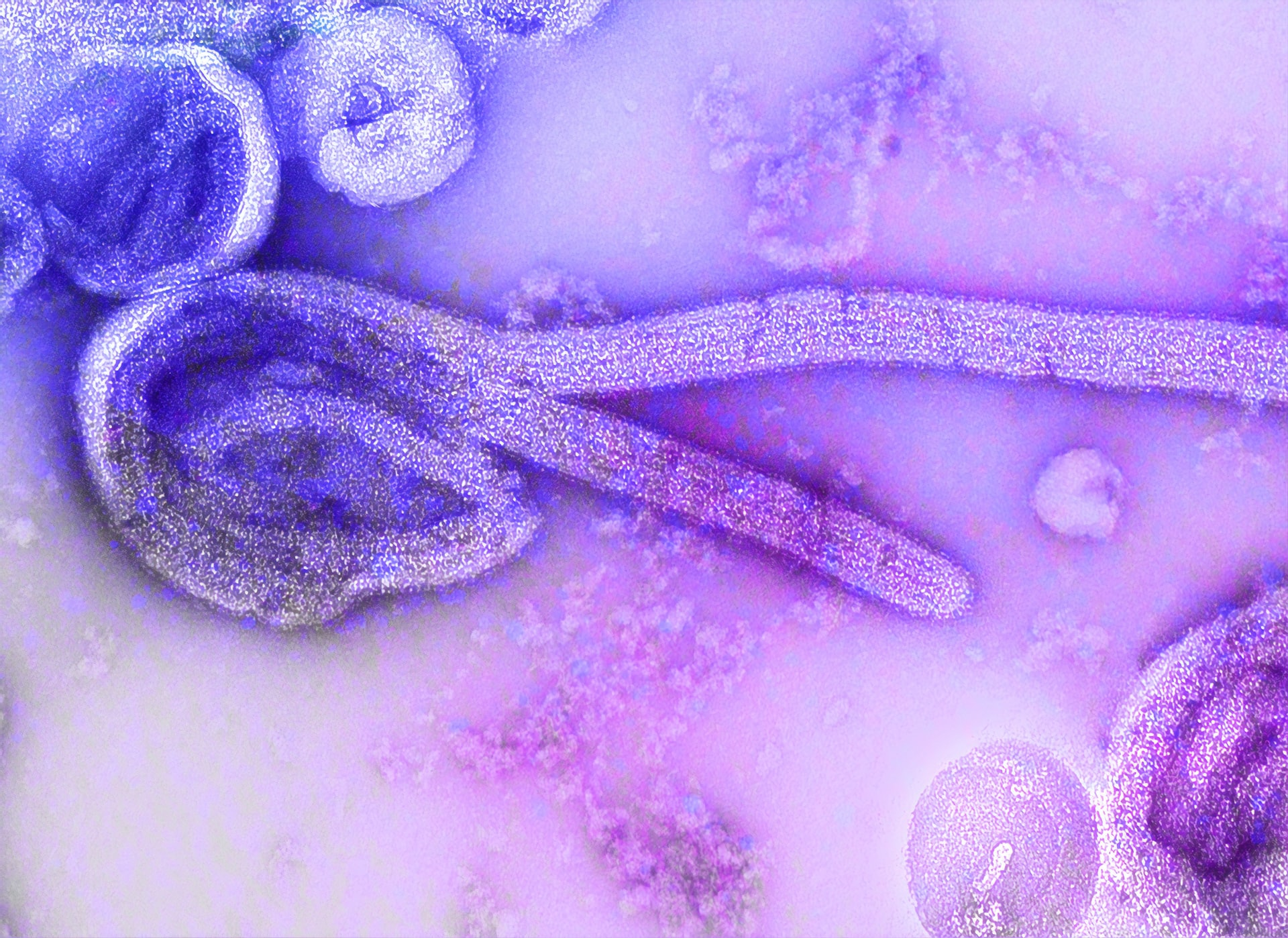 Ebola Isolate Photo By Cdc On Unsplash 611d007094a0f