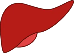 Liver 148108 1280 6141f6932df0a Liver 148108 1280 6141f6932df0a