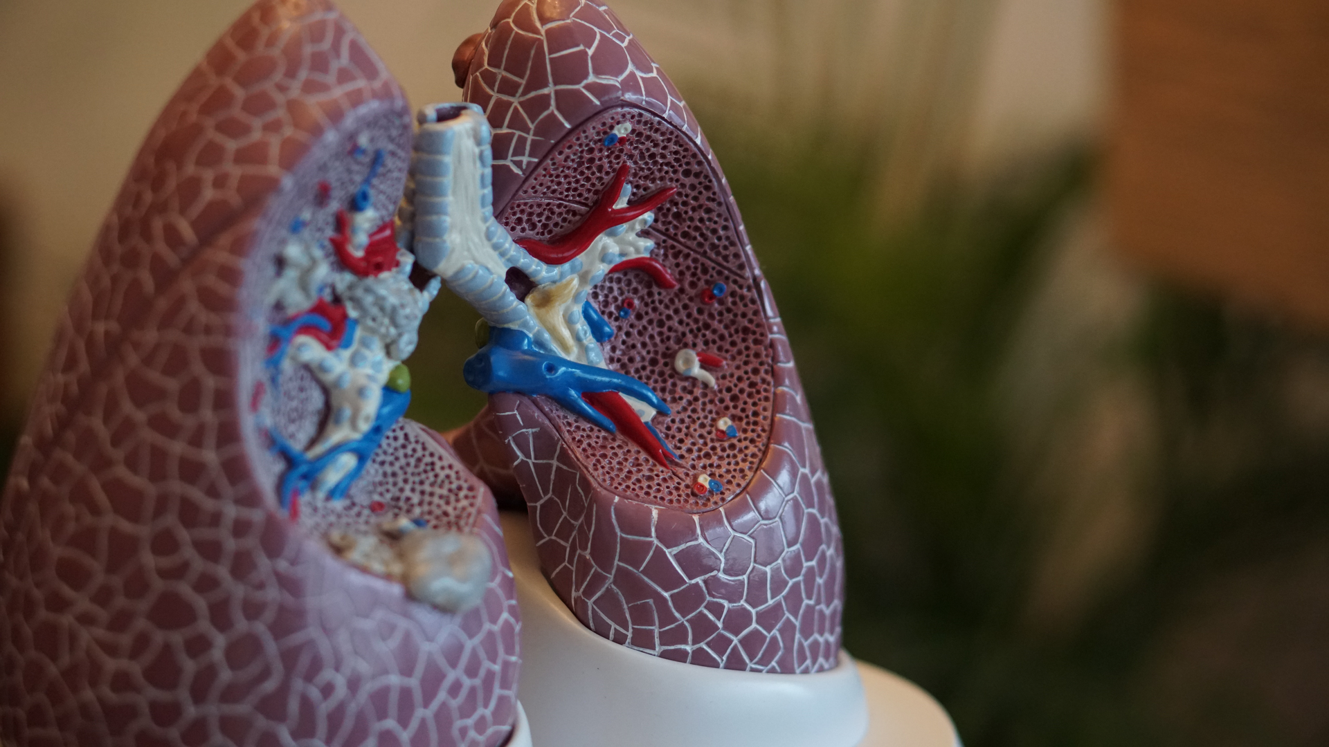 Lung Model Photo By Robina Weermeijer On Unsplash 617aacdb85df5