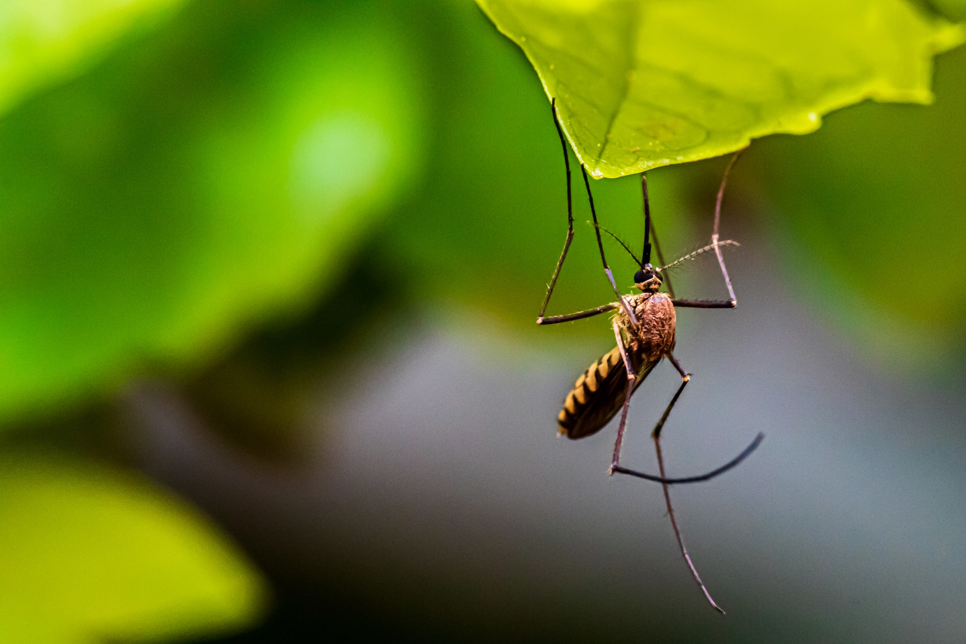 Mosquito On Leaf Photo By Syed Ali On Unsplash 615ee94da2fc6
