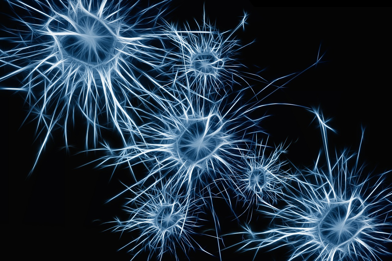 Pixabay Neurons 1773922 1280 620e66de3c921