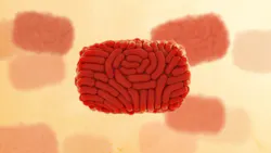 Courtesy of the CDC Courtesy of the CDC