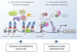 Figure 2: Bromodomains recognize acetylation markers in histone tails and recruit transcriptional machinery and epigenetic protein complexes to modulate transcription, activating the expression of oncogenes.9,10 Figure 2: Bromodomains recognize acetylation markers in histone tails and recruit transcriptional machinery and epigenetic protein complexes to modulate transcription, activating the expression of oncogenes.9,10