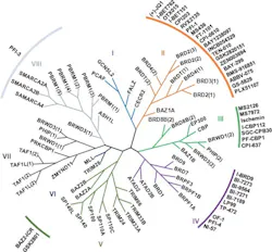 Figure 3: A phylogenetic representation of the 61 human bromodomains and their inhibitors.10 Figure 3: A phylogenetic representation of the 61 human bromodomains and their inhibitors.10