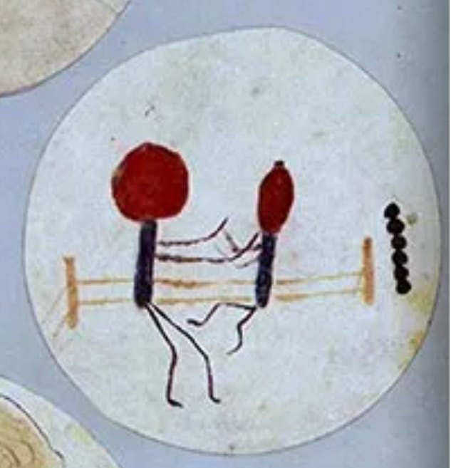 Alexander Fleming&rsquo;s microbial art of bacteria. Alexander Fleming Laboratory Museum (Imperial College Healthcare NHs Trust)