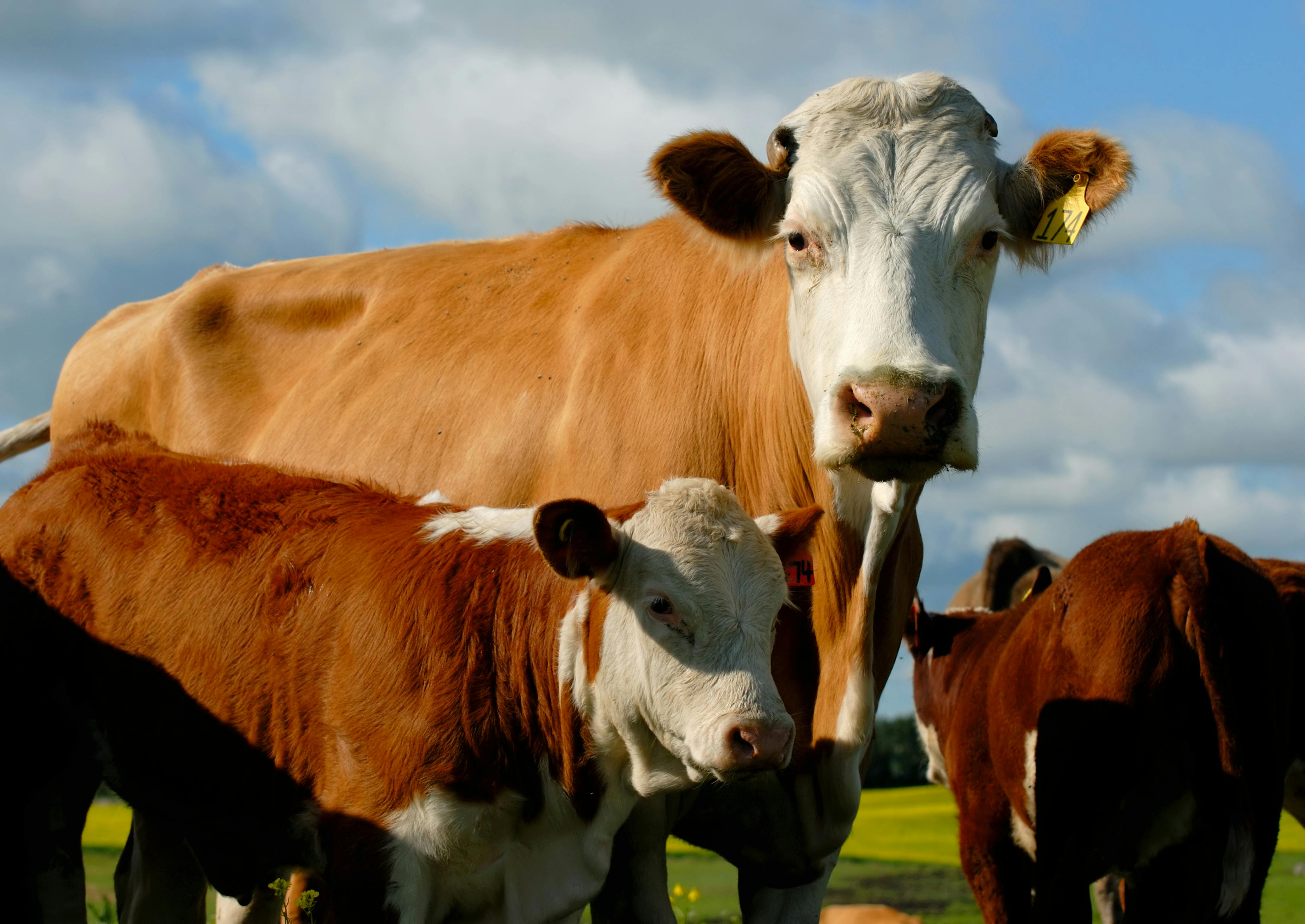 668ff16307d6f72dfd00d17b Dreamstime Xxl 5763532