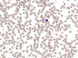 6696cc579ff2521da2b8c6a2 Dreamstime Xxl 305554952 6696cc579ff2521da2b8c6a2 Dreamstime Xxl 305554952