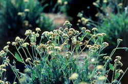 1673041490578 Bridgestoneresearchesnaturalrubbersources 1673041490578 Bridgestoneresearchesnaturalrubbersources