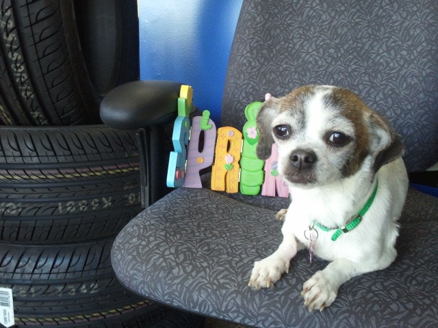 1673043218778 Isyourcompanygoingtothedogs