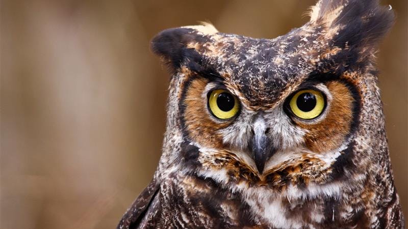 'Wise people get as much of the whole story as they can, just because it makes for a smoother process,' says McCarron.