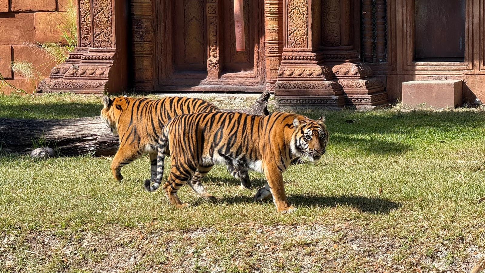 'Cosmo Tires is especially honored to support Zoo Miami&rsquo;s family of Sumatran tigers, helping advance awareness, conservation education and ongoing animal care efforts that benefit these magnificent animals,' according to Tire Group International LLC.