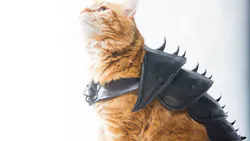 Beta Newequipment Com Sites Newequipment com Files Battlecat Beta Newequipment Com Sites Newequipment com Files Battlecat