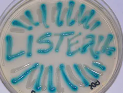 Beta Newequipment Com Sites Newequipment com Files Listeria Written On Petri Dish Beta Newequipment Com Sites Newequipment com Files Listeria Written On Petri Dish