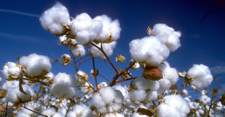 Dirty Linen A Bed Sheets Scandal Is Roiling The Cotton Industry New Equipment Digest