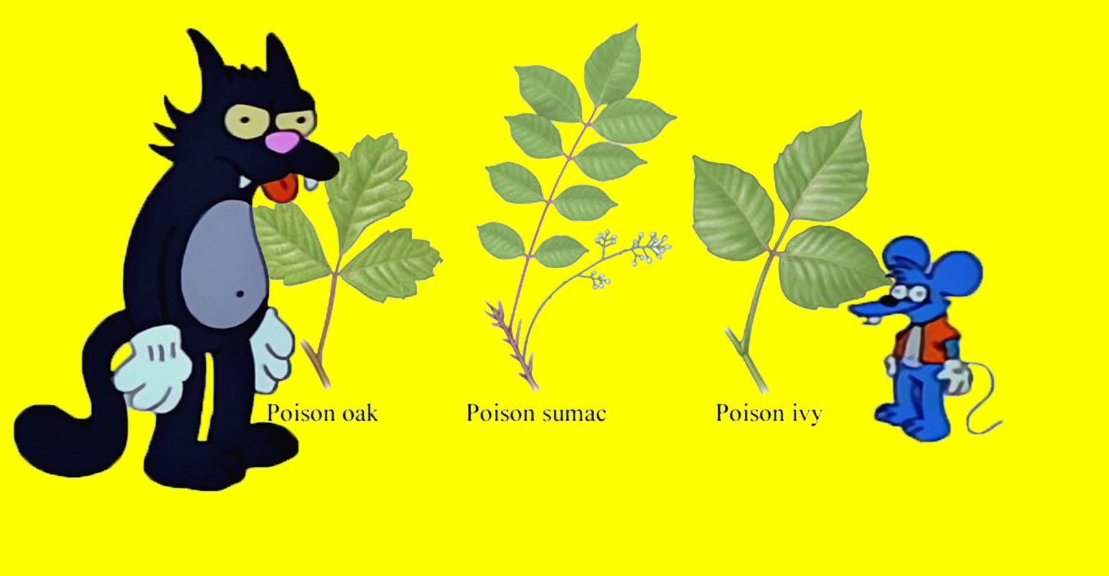 itchy&scratchy-poson-ivy