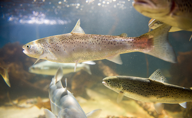 Nidec America Corporation