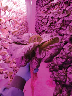 At its vertical farm in Faribault, Minnesota, Living Greens Farm grows leafy greens such as Romaine, Butter Lettuce, mixed greens, and basil. At its vertical farm in Faribault, Minnesota, Living Greens Farm grows leafy greens such as Romaine, Butter Lettuce, mixed greens, and basil.
