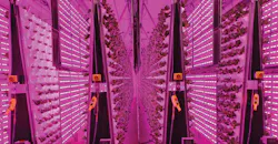 The “Air Grown” vertical system at Living Greens Farm reduces the need for land, energy, water, and space. In about 4,000 square yards, it produces the same quantity of food produced on 100 acres of conventional agriculture. The “Air Grown” vertical system at Living Greens Farm reduces the need for land, energy, water, and space. In about 4,000 square yards, it produces the same quantity of food produced on 100 acres of conventional agriculture.