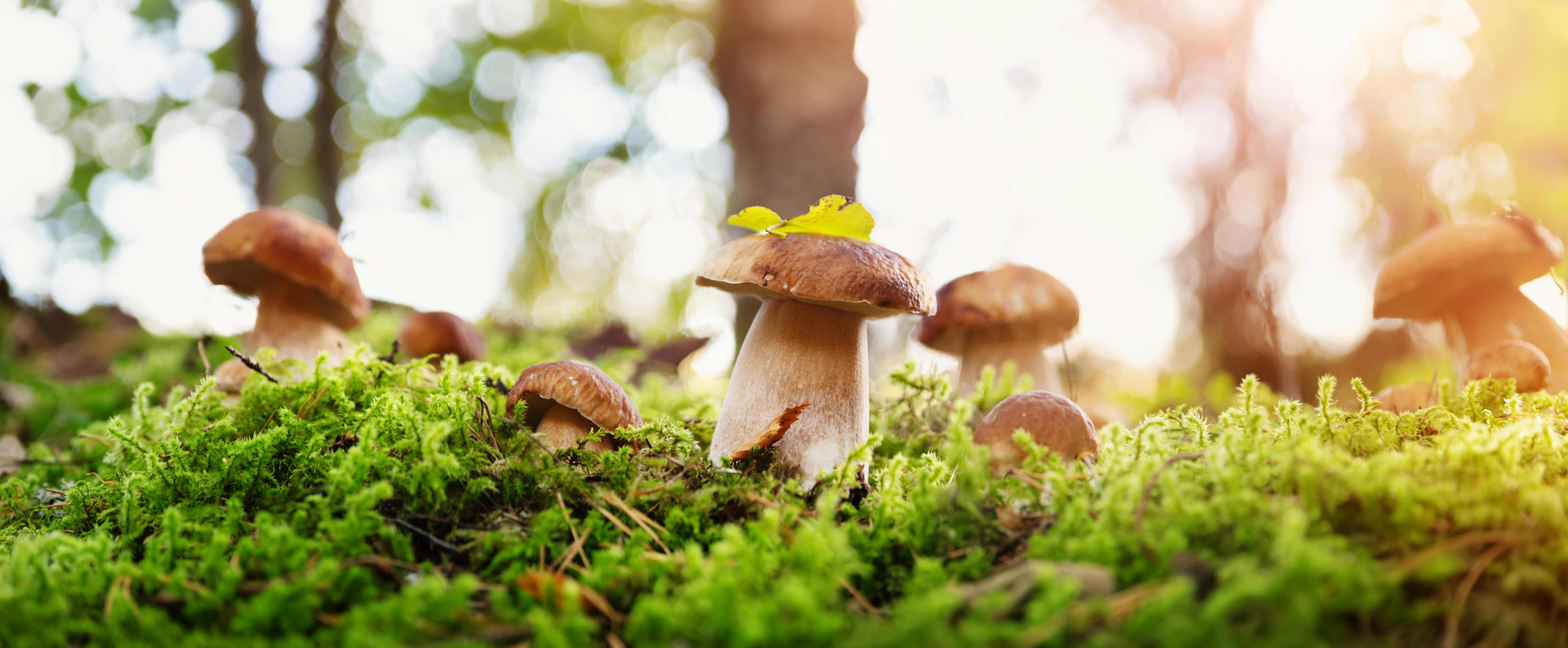 Fun Innovations Friday: Electric Mushrooms are Being Used to Control Robots