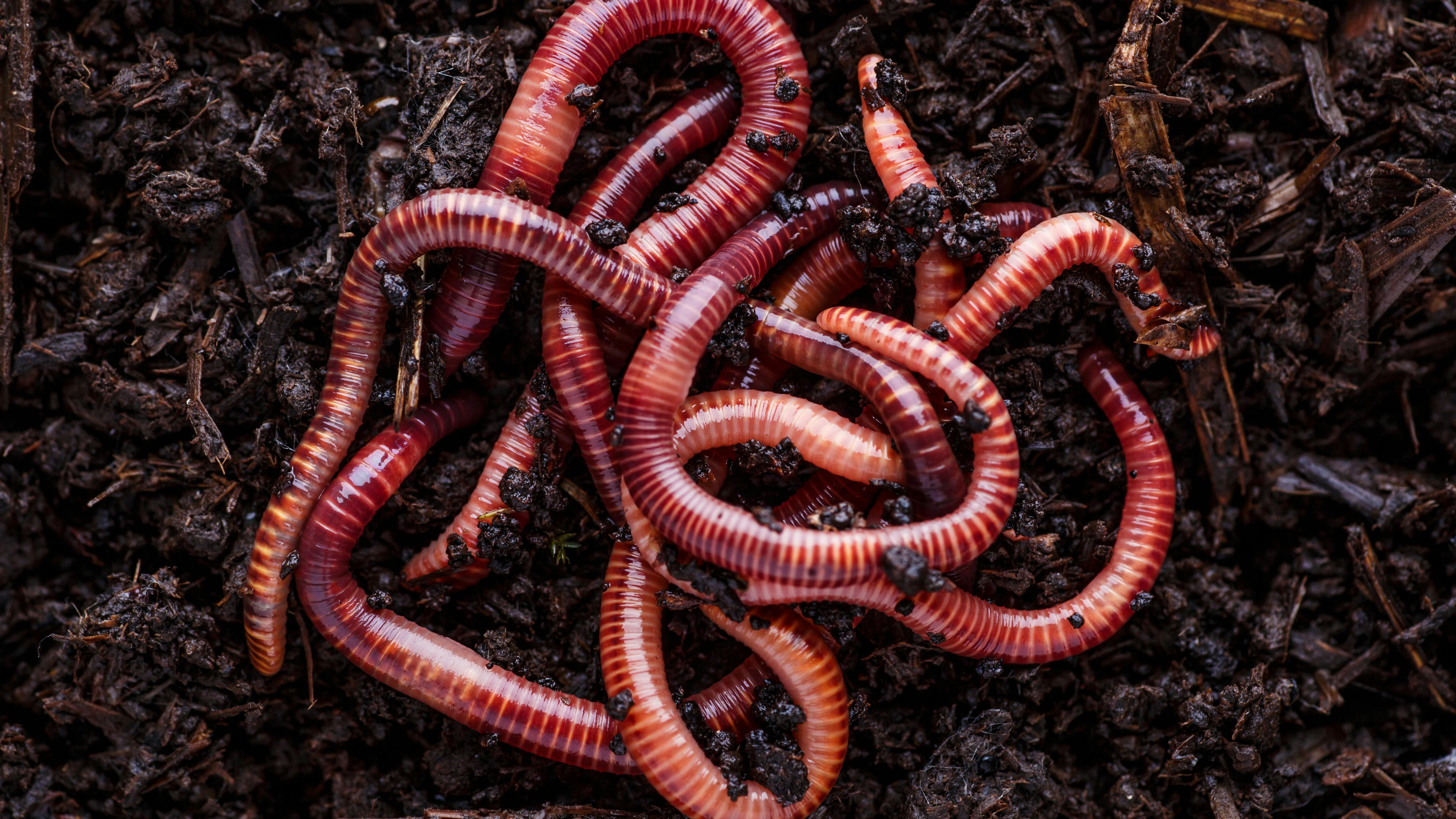 Fun Innovations Friday: GE's Robot Worm Could Change Aircraft Maintenance