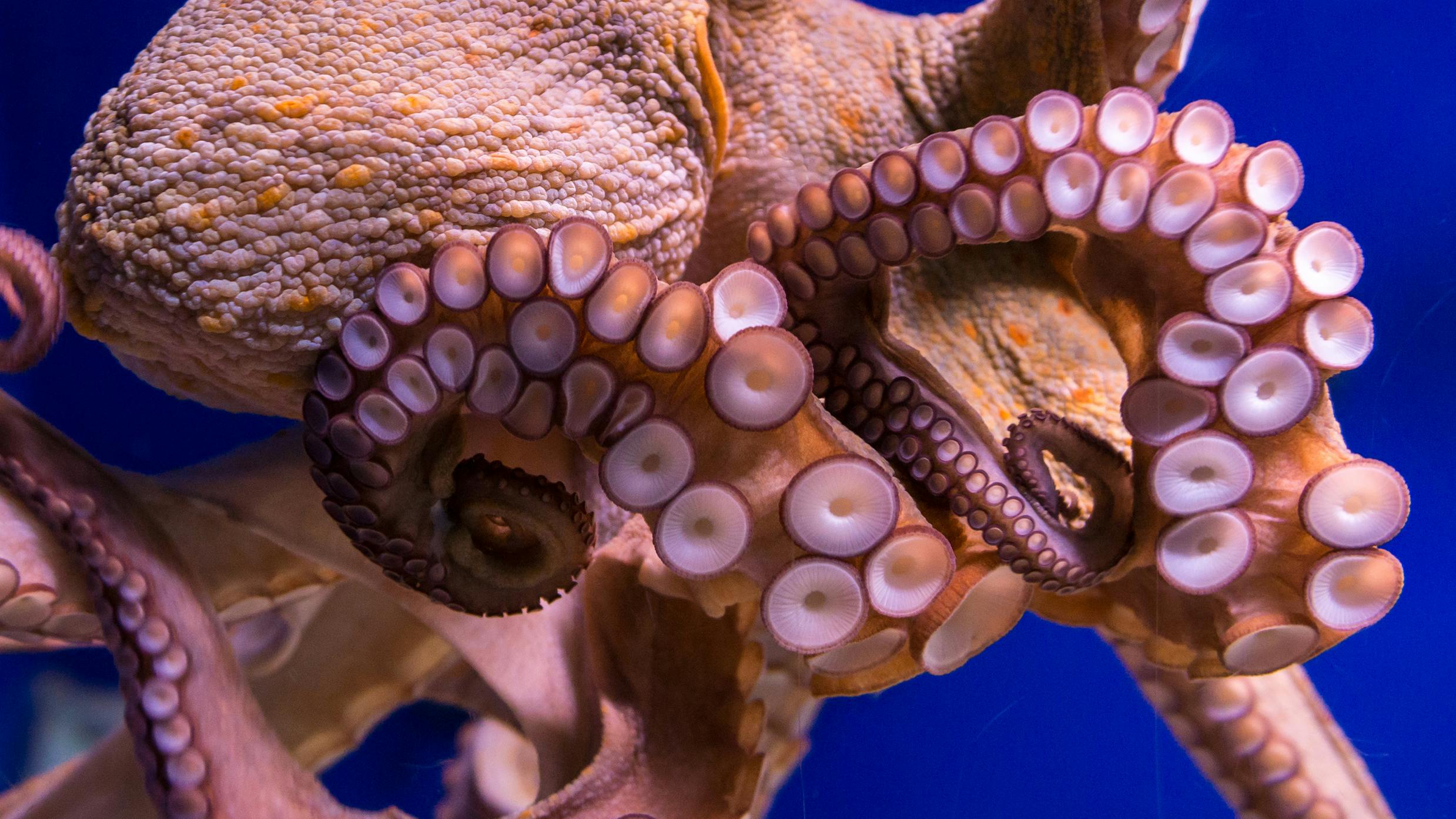 Common octopus in large sea water aquarium