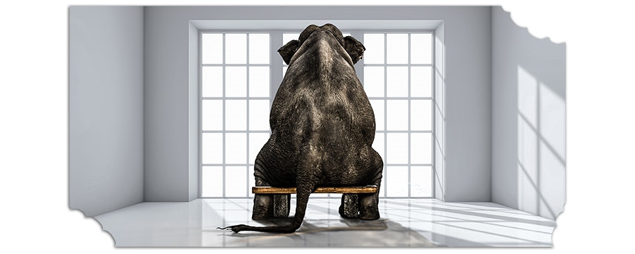 1673043193235 Elephantbites