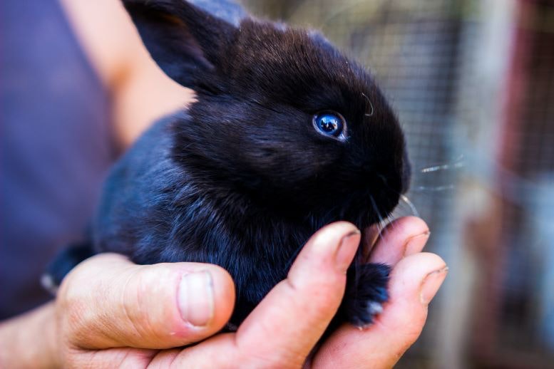 1675271949380 Bunnypexels