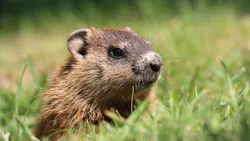 Dreamstime Xxl 3124419 650dfbfa4d211 Dreamstime Xxl 3124419 650dfbfa4d211