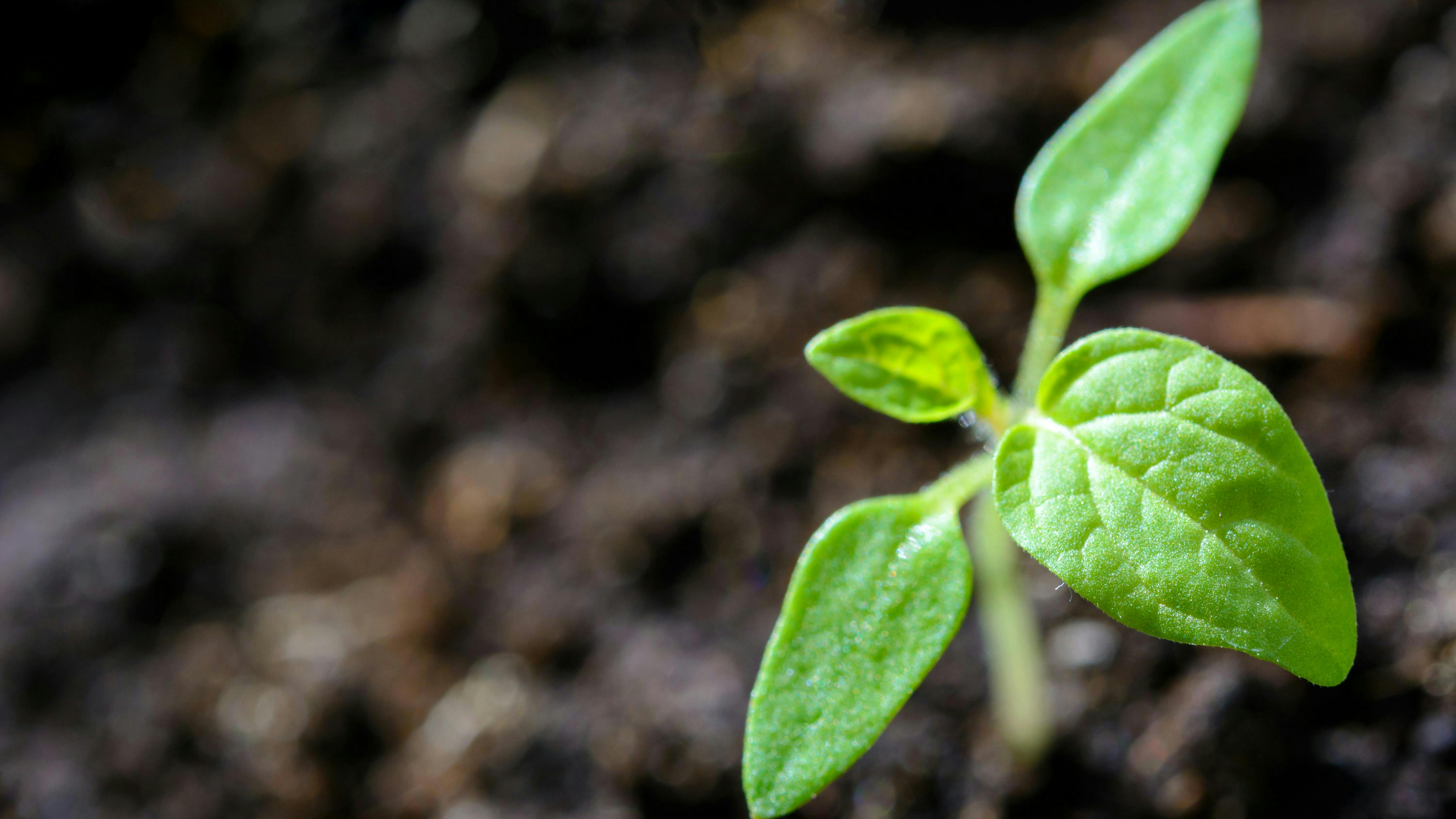 668c35ce1fcfc74953e89f02 Pexelswdnet1002703