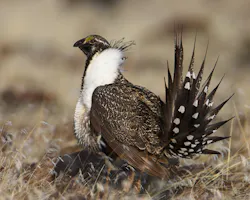 Content Dam Ogj Online Articles 2016 02 Feb5sagegrouse Content Dam Ogj Online Articles 2016 02 Feb5sagegrouse