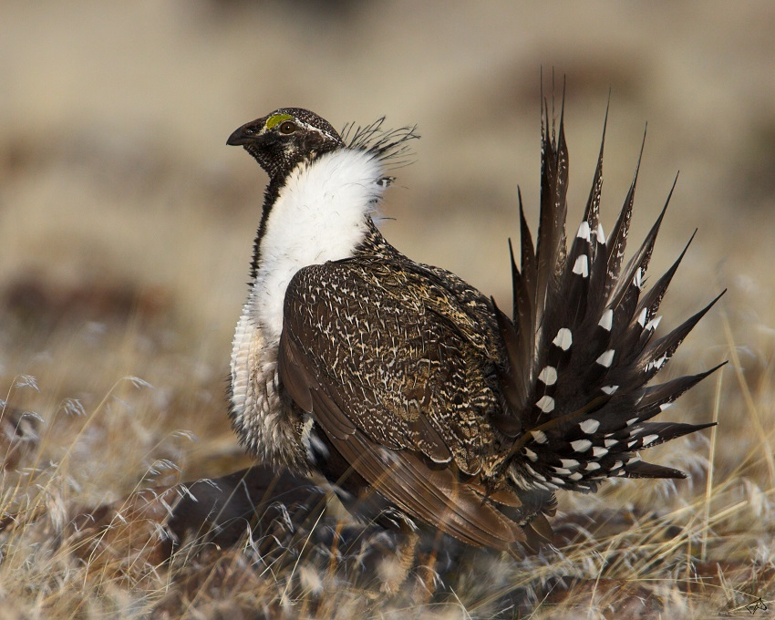 Content Dam Ogj Online Articles 2017 06 Greater Sage Grouse