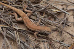 The US Fish and Wildlife Service has listed the dunes sagebrush lizard, endemic to the Permian basin, as an endangered species under the Endangered Species Act. The US Fish and Wildlife Service has listed the dunes sagebrush lizard, endemic to the Permian basin, as an endangered species under the Endangered Species Act.