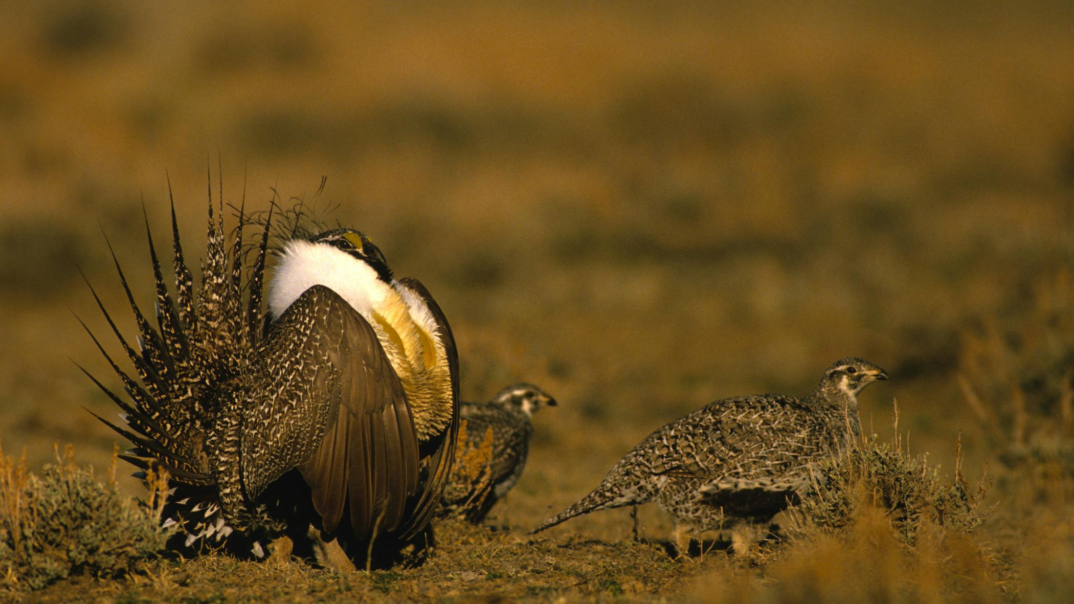 Sage Grouse