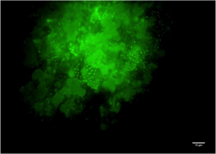 Marine oil snow from Faroe-Shetland Channel