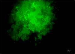 Marine oil snow from Faroe-Shetland Channel Marine oil snow from Faroe-Shetland Channel