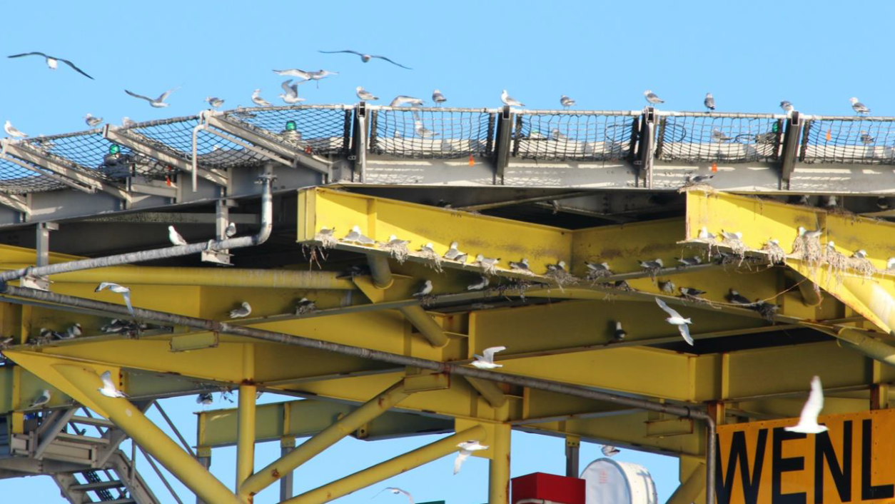 The provision of artificial nesting sites is considered a viable compensation measure for the potential impact of offshore wind development on certain seabird species, including the black-legged kittiwake.