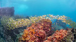 fish_migration fish_migration