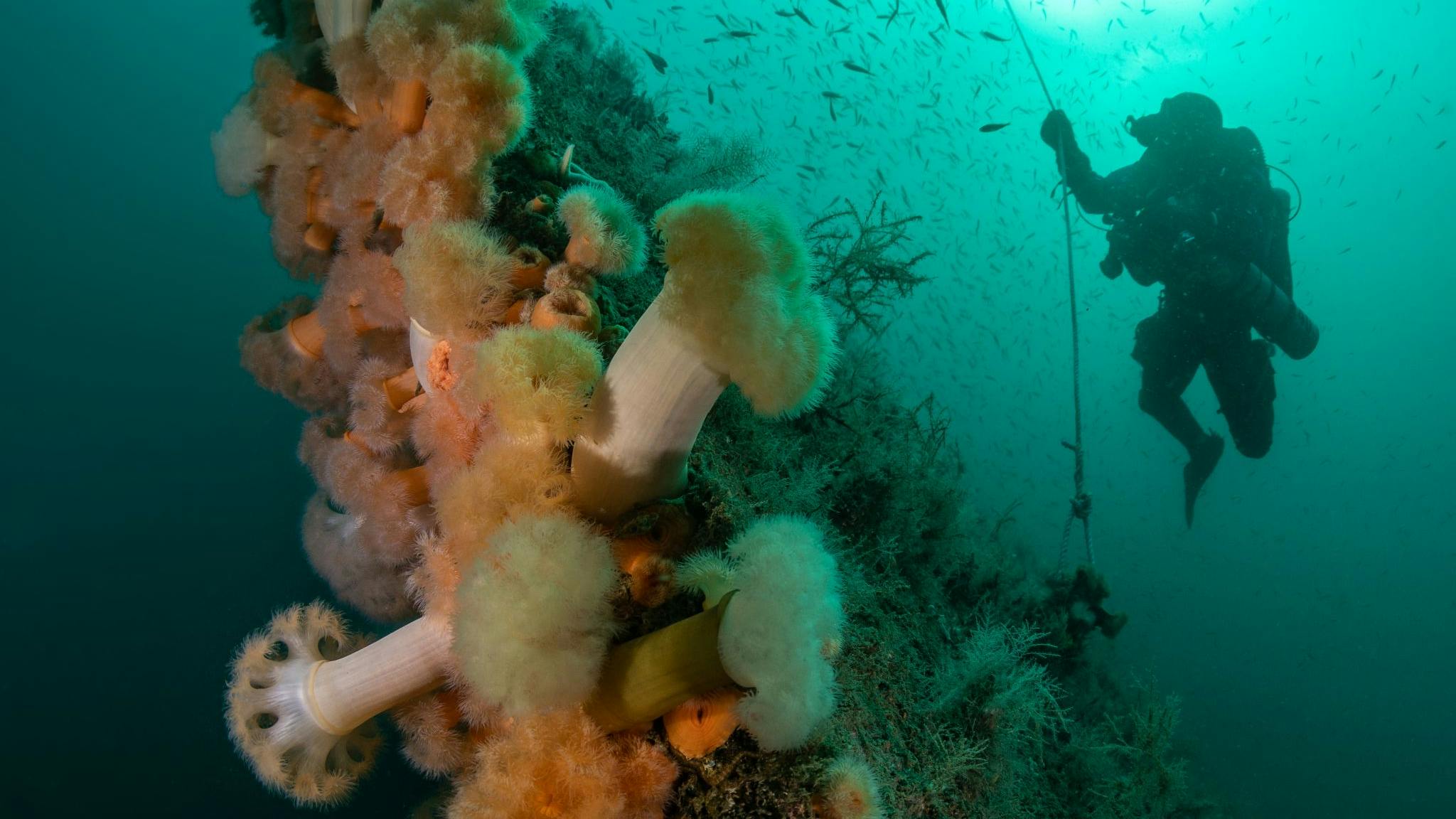 Work is underway to integrate Scottish survey findings into the Marine Data Exchange, and ABPmer has been appointed by Crown Estate Scotland to support data handling tasks.