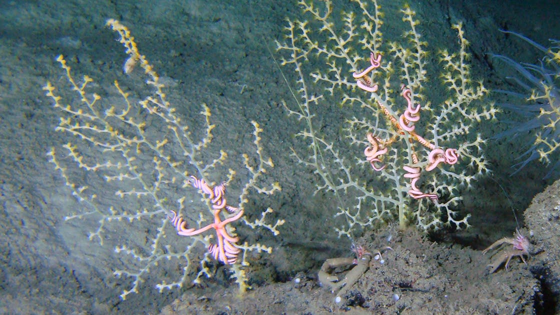 Subsea video monitoring of seafloor, benthic habitats and offshore hazards