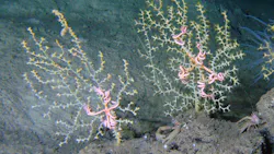 Subsea video monitoring of seafloor, benthic habitats and offshore hazards Subsea video monitoring of seafloor, benthic habitats and offshore hazards