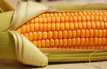 corn