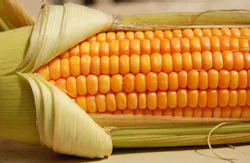 corn corn