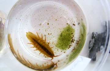 Photo: Alfred Wegener Institute / Julia H&Atilde;&curren;mer