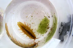 Photo: Alfred Wegener Institute / Julia Hämer Photo: Alfred Wegener Institute / Julia Hämer