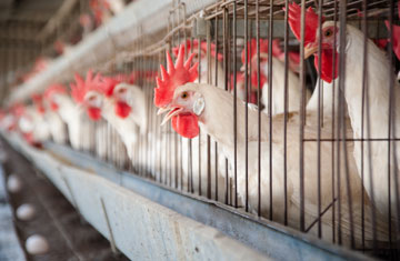 Ryan Rodrick Beiler/iStockphoto/Thinkstock