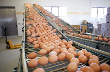 egg factory Chalabala/iStockphoto/Thinkstock
